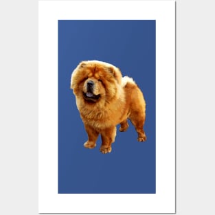 Chow Chow Adorable Puppy Dog Posters and Art